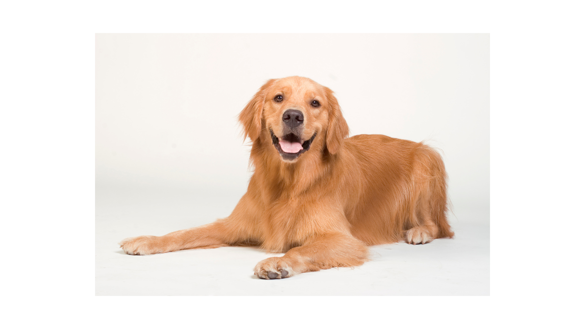 Golden Retriever in office